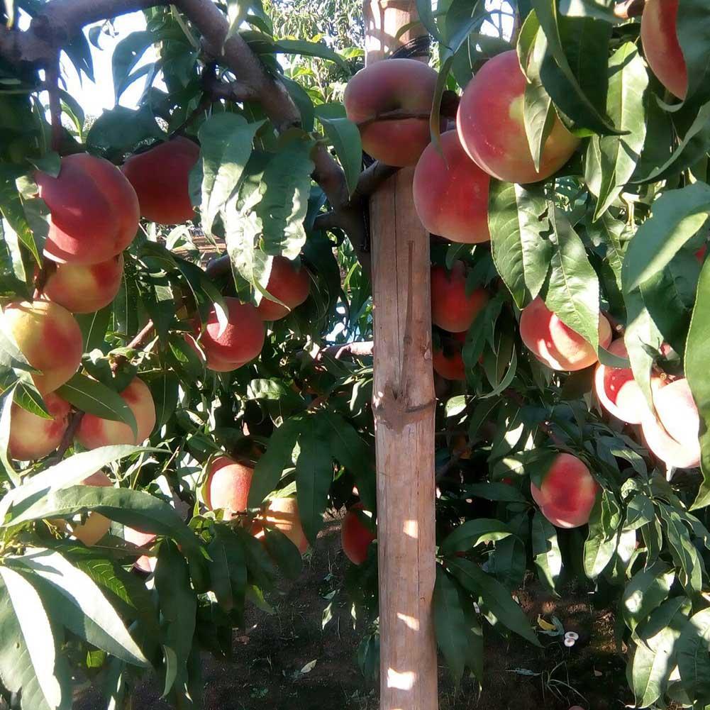 pix zee miniature peach tree for sale