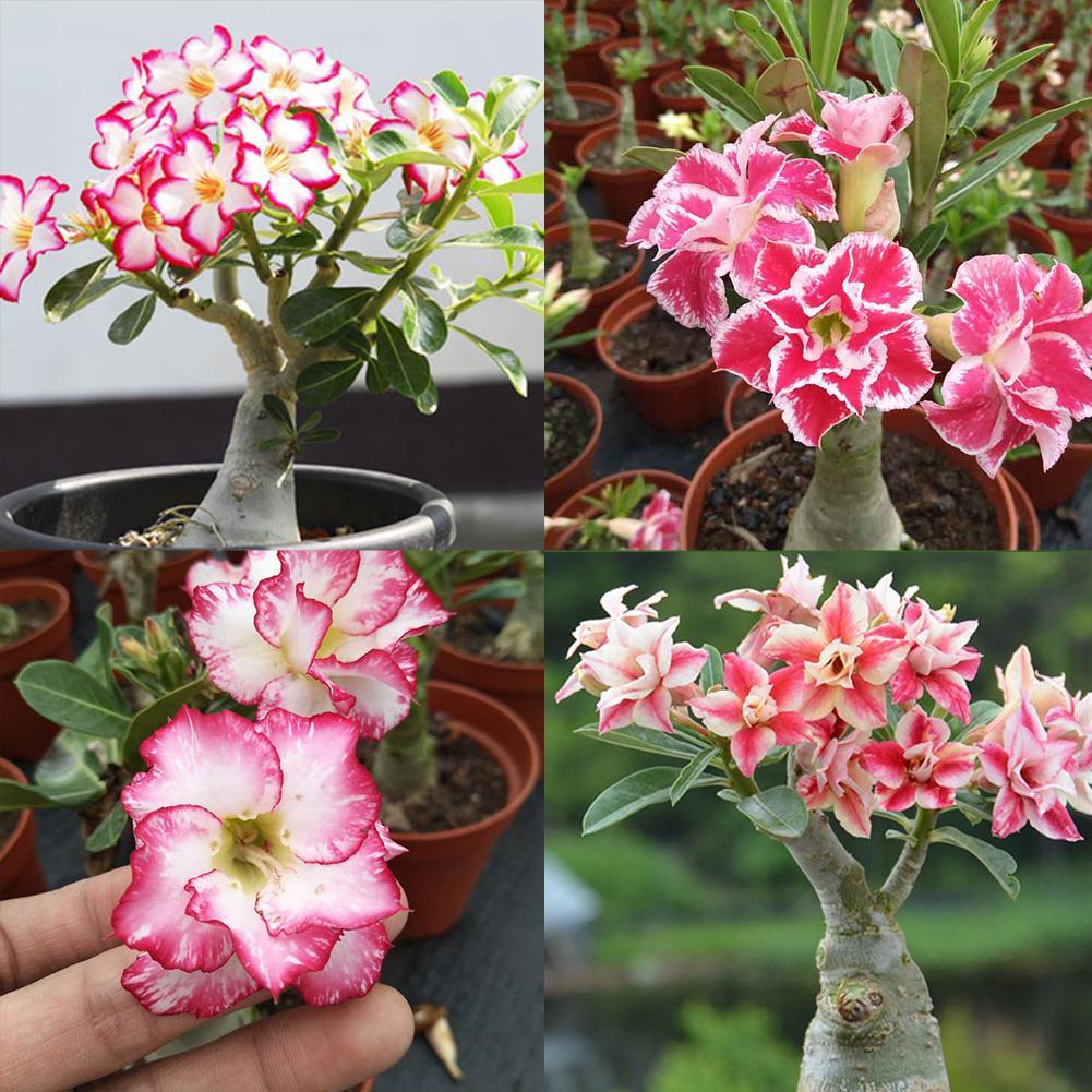 10Pcs Mixed Color Desert Rose Adenium obesum Seed Indoor Beautiful Flower Set