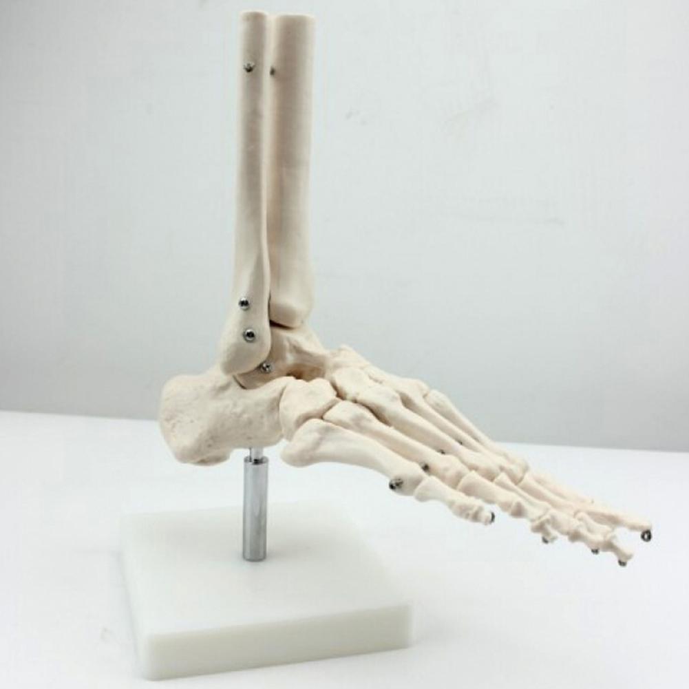 Life Size Foot Joint Anatomical Skeleton Model Human Medical Anatomy | eBay