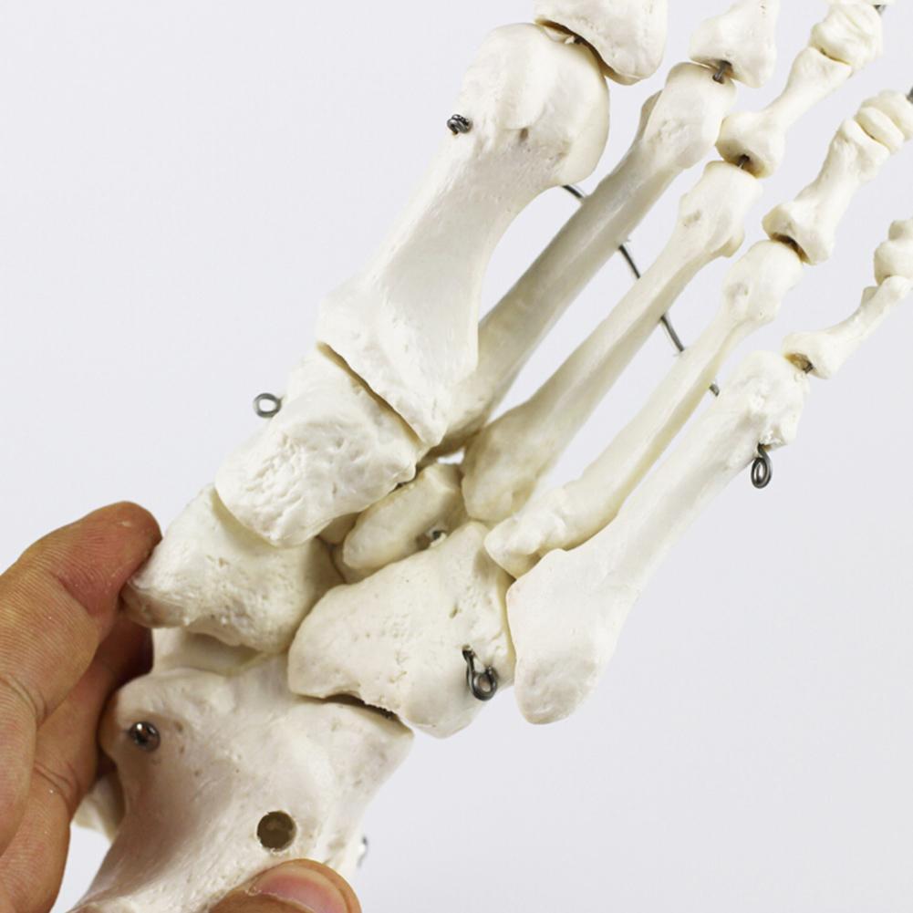 Life Size Foot Joint Anatomical Skeleton Model Human Medical Anatomy | eBay