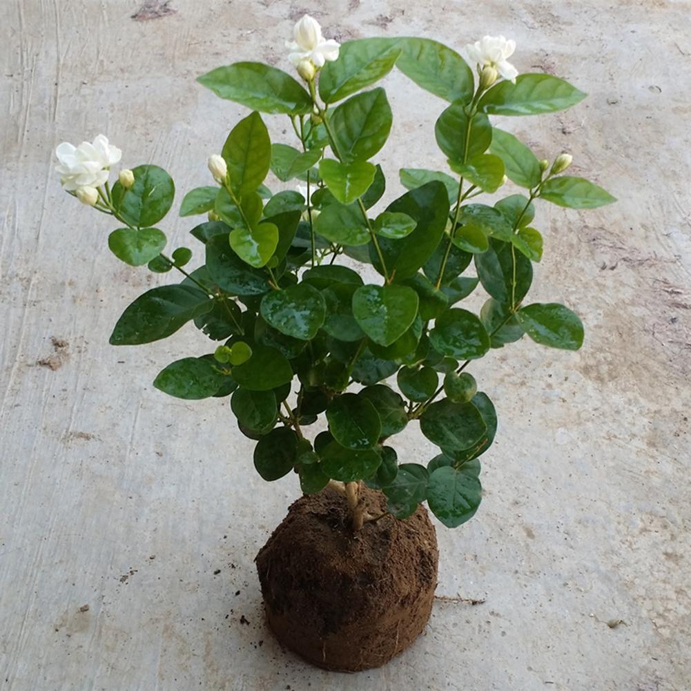 30X--seltene Nelke Samen Bonsai Dianthus Caryophyllus Blume Pflanze Haus Decor/'^