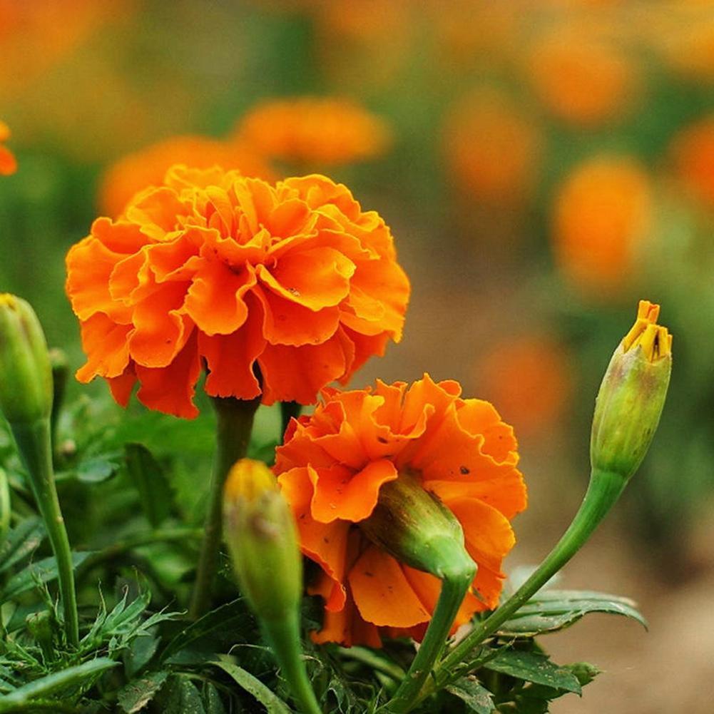 2000stk Ringelblume Samen Calendula Originalverpackung Blumensamen Neu Super