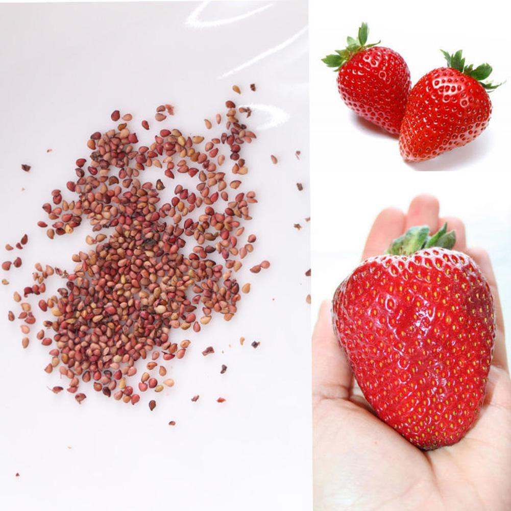 Wholesale 315 Pc Giant Strawberry Seeds Excellent High in Vitamin Fruit