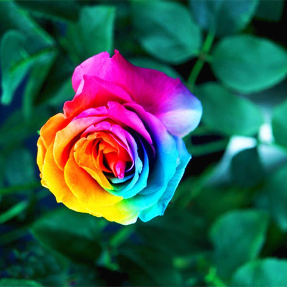 200Pcs Colorful Rainbow Rose Flower Seeds Home Garden Multi-Color Ho ...