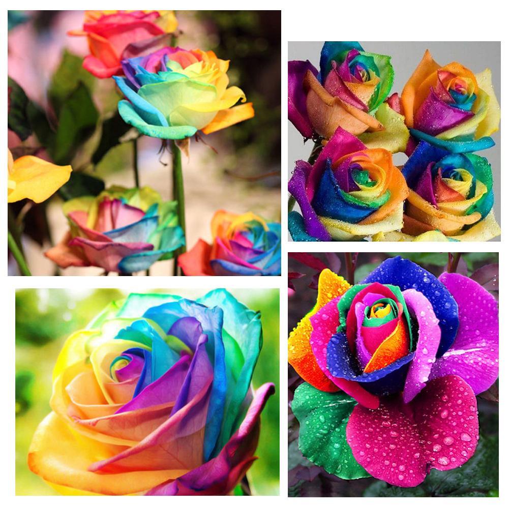 200Pcs Colorful Rainbow Rose Flower Seeds Home Garden Plants Multi