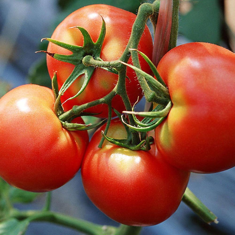 50 Stück Bund Tomaten Samen Frisches Gemüse Samen Hausgarten Pflanzen/_Nahrhaft