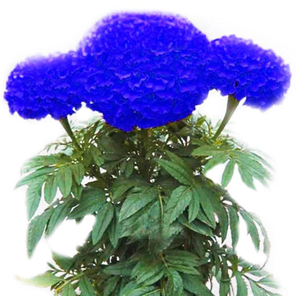 Blue Marigold Seed Seeds Fruit Vegetables Flower Planting Decor