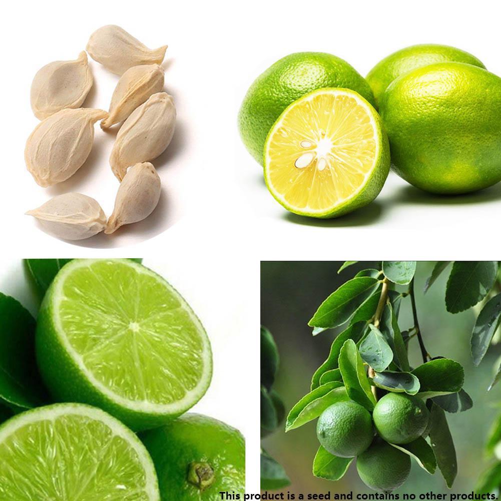 10 Stück Zitrone Limettensamen Sukkulenten Limon Obst Bonsai Pflanze K7B2
