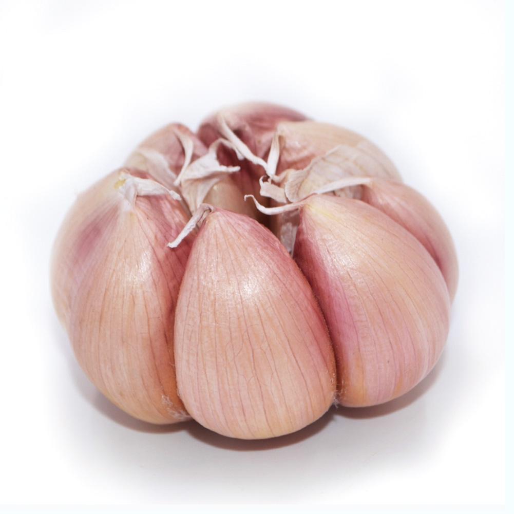 200pcs Giant Garlic Seeds Heirloom Organic Bulb Seed Easy Garden