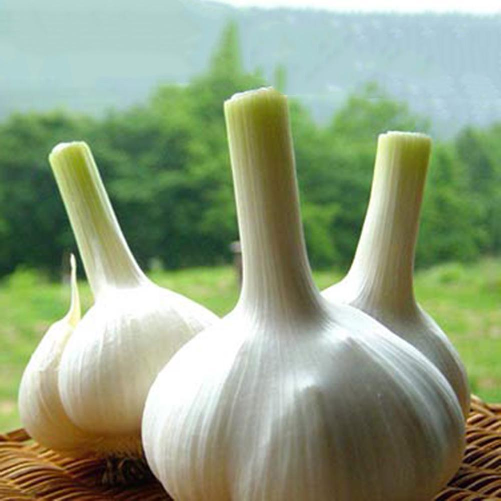 200pcs Giant Garlic Seeds Heirloom Organic Bulb Seed Easy Garden