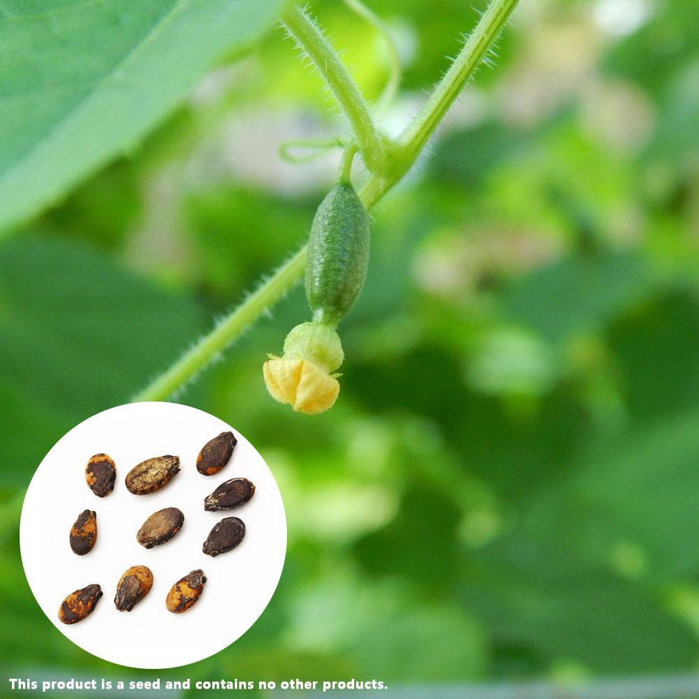 Cancer Radium Weed Euphorbia Peplus Petty Spurge Seeds