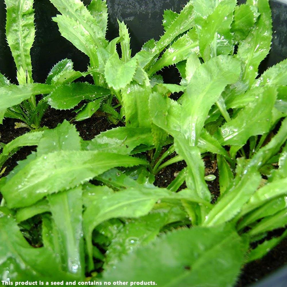 3000-Seeds Recao Culantro Vegetable Cilantro Ancho Eryngium Foetidum ...