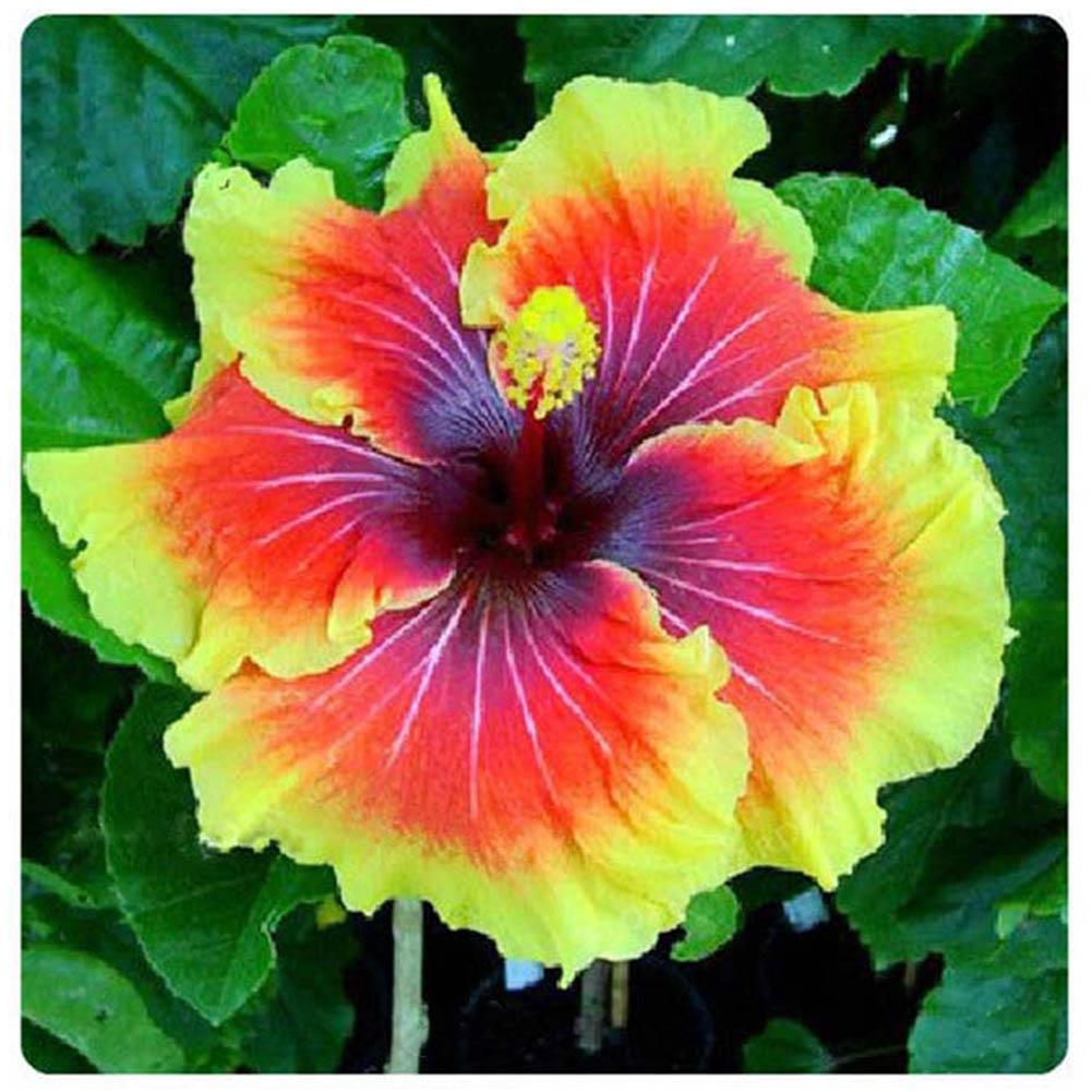 200st cke Riesen  Hibiscus  Samen Hibiscus  Rosa  sinensis  