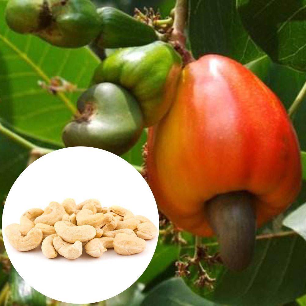 500Pcs Süßkartoffel Samen Garten Köstliche Frische Obst Gemüse Pflanzen Saatgut