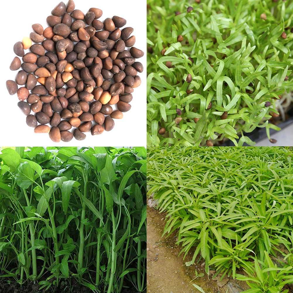 New 400PCS//Bag Vegetable Garden Seeds Water Kang Plant Leaf Green Spinach Seeds