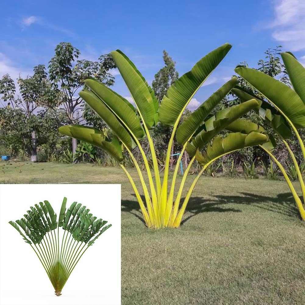 20 Pcs Perennial Plant Palm Seeds Tropical Cycas Seed