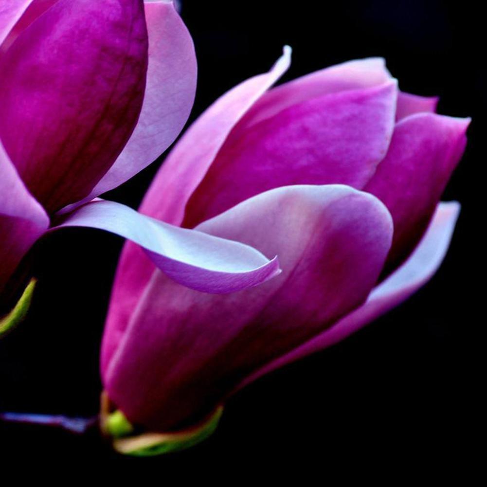 Rare Deep Purple Black Magnolia Yulan Flower Tulip Tree 10 Seeds ...