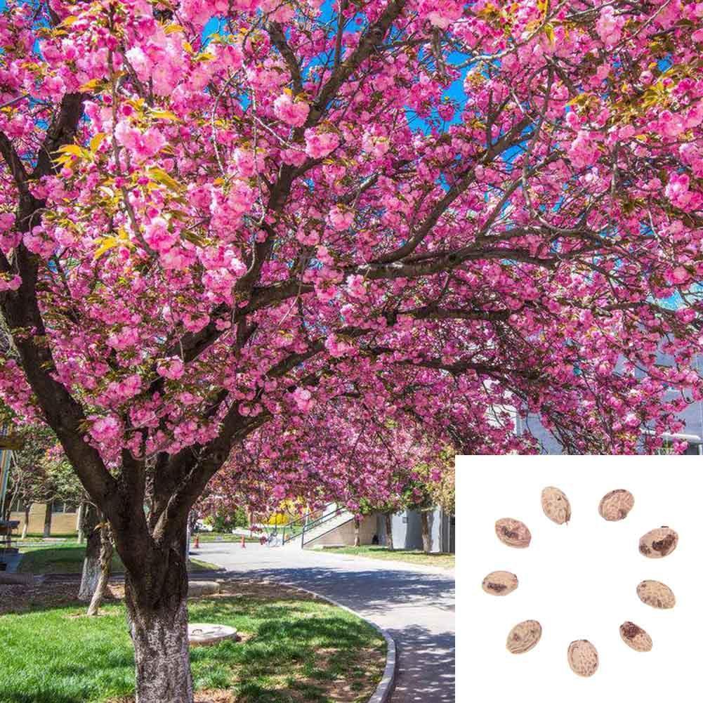 10Pcs Japanischen Sakura Kirschblüten Blumensamen Bonsai Seltene Baumpflanz J7O9