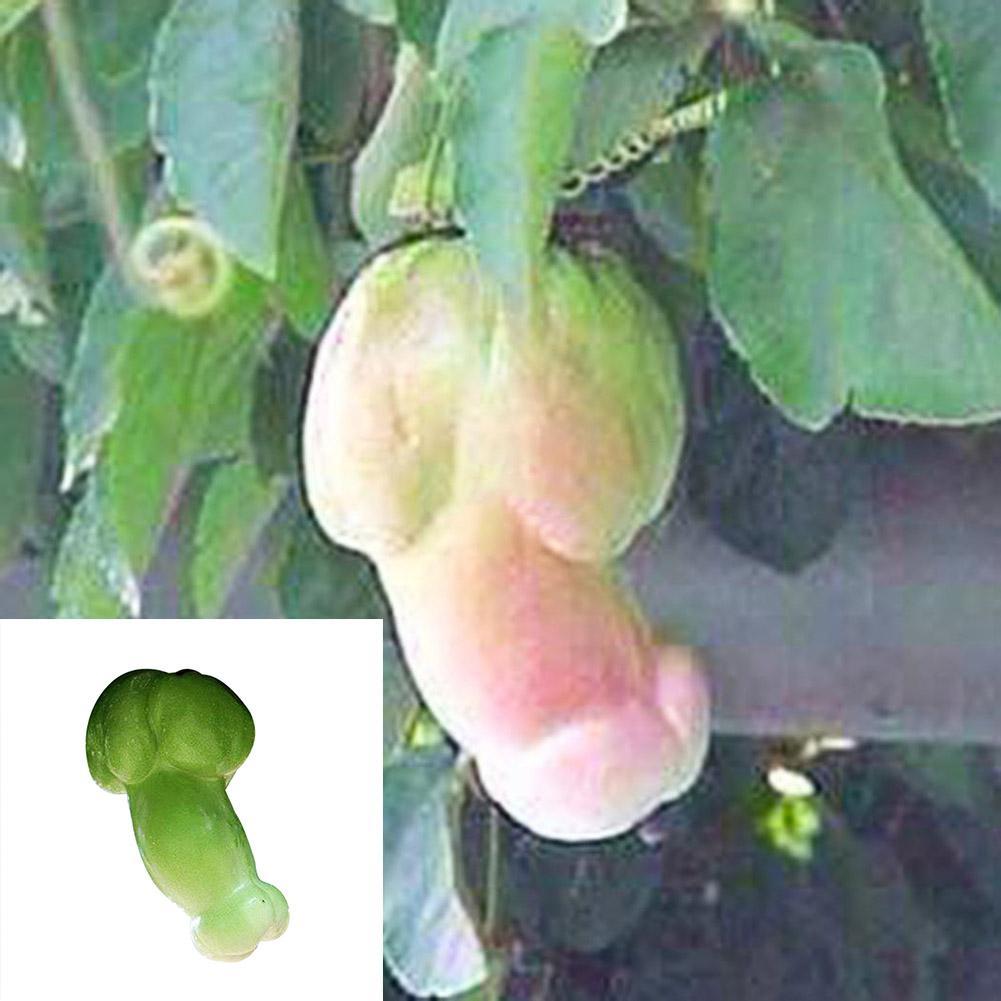 30x Kürbiskerne Seltene Melone Organische Gemüsesamen Pflanzen Hausgarten Decor