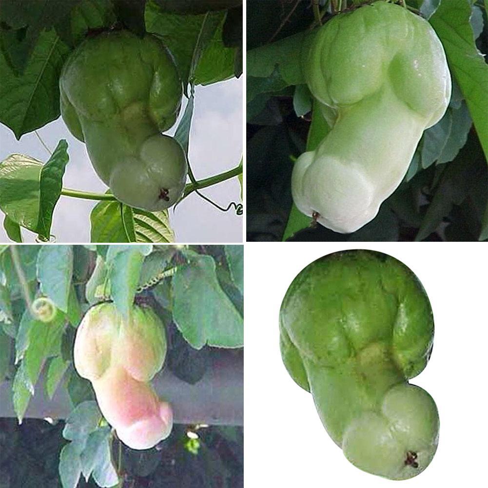 30x Kürbiskerne Seltene Melone Organische Gemüsesamen Pflanzen Hausgarten Decor