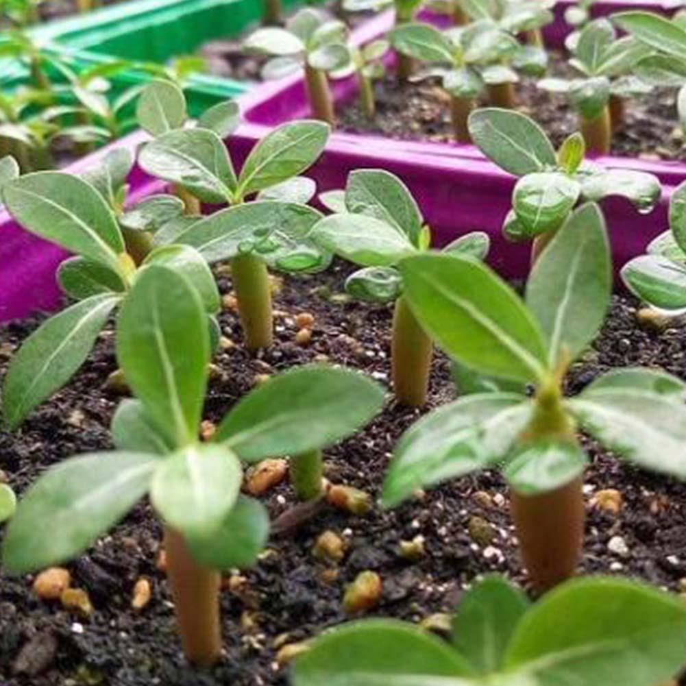 5 Stück Desert Rose Flower Adenium obesum /"Zitrone/" Samen-Neu