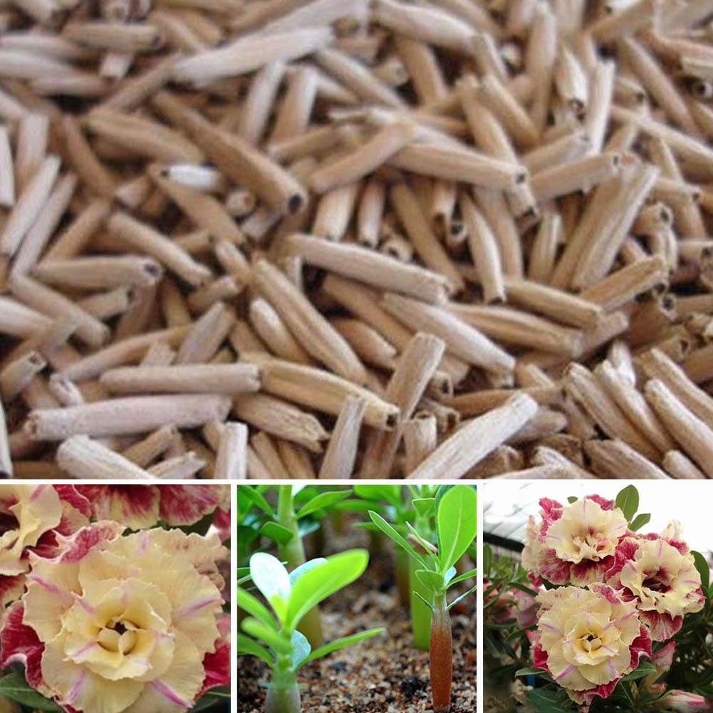 5 Stück Desert Rose Flower Adenium obesum /"Zitrone/" Samen-Neu