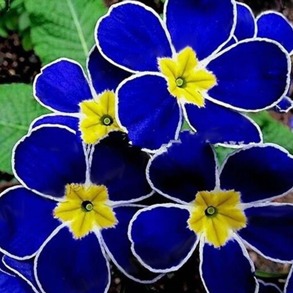 100seltenen blauen Nachtkerzensamen Einfach zu Pflanzengarten-Dekoration-Blumen!