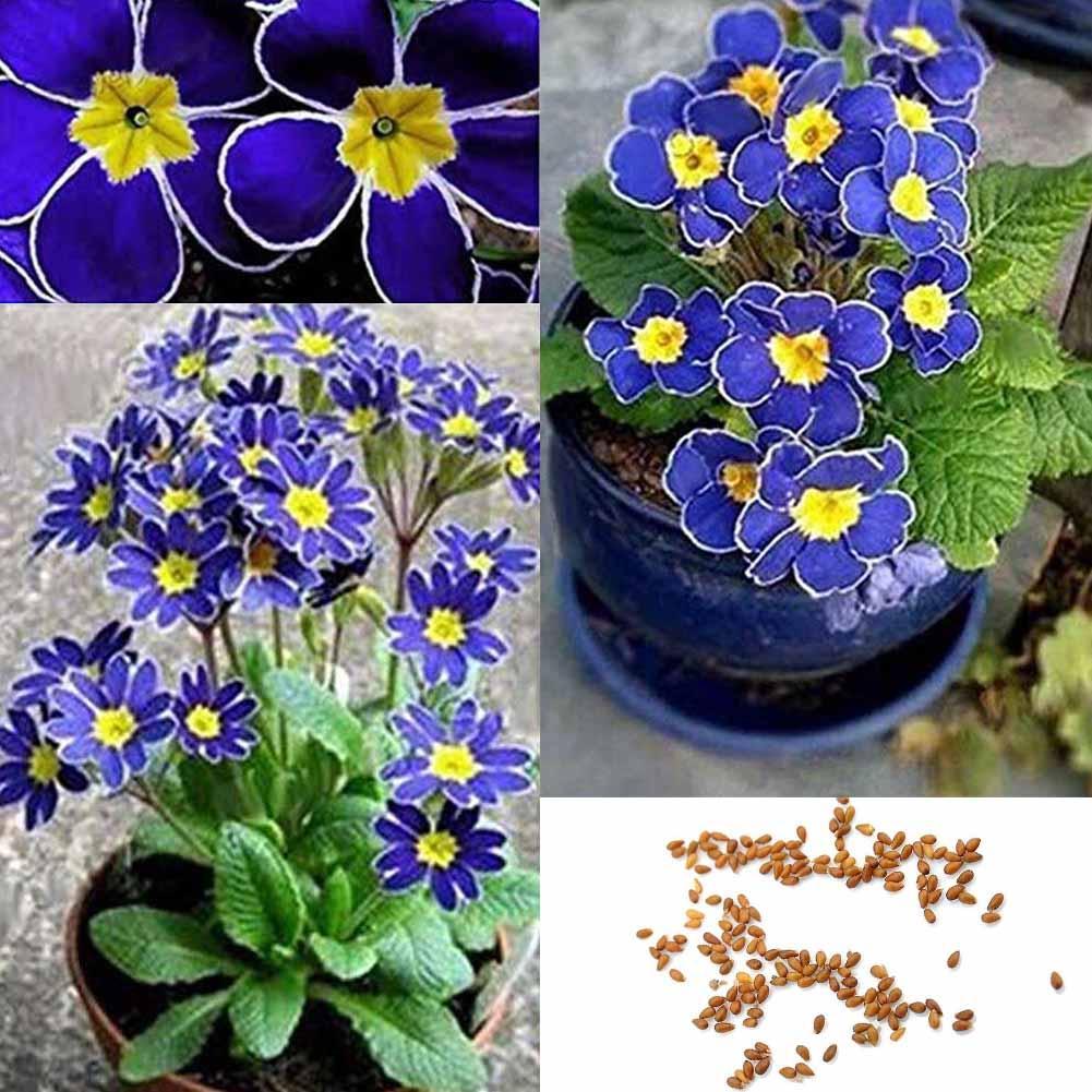 100seltenen blauen Nachtkerzensamen Einfach zu Pflanzengarten-Dekoration-Blumen!