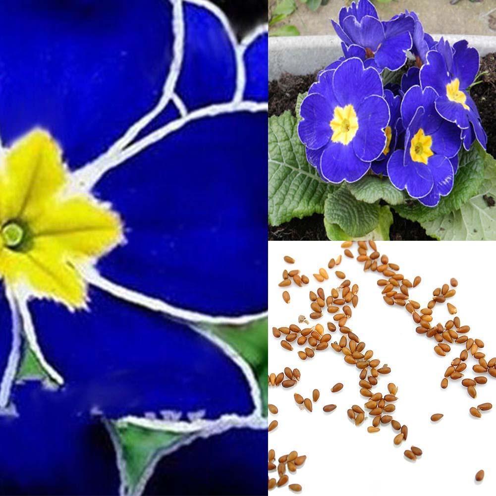 100seltenen blauen Nachtkerzensamen Einfach zu Pflanzengarten-Dekoration-Blumen!
