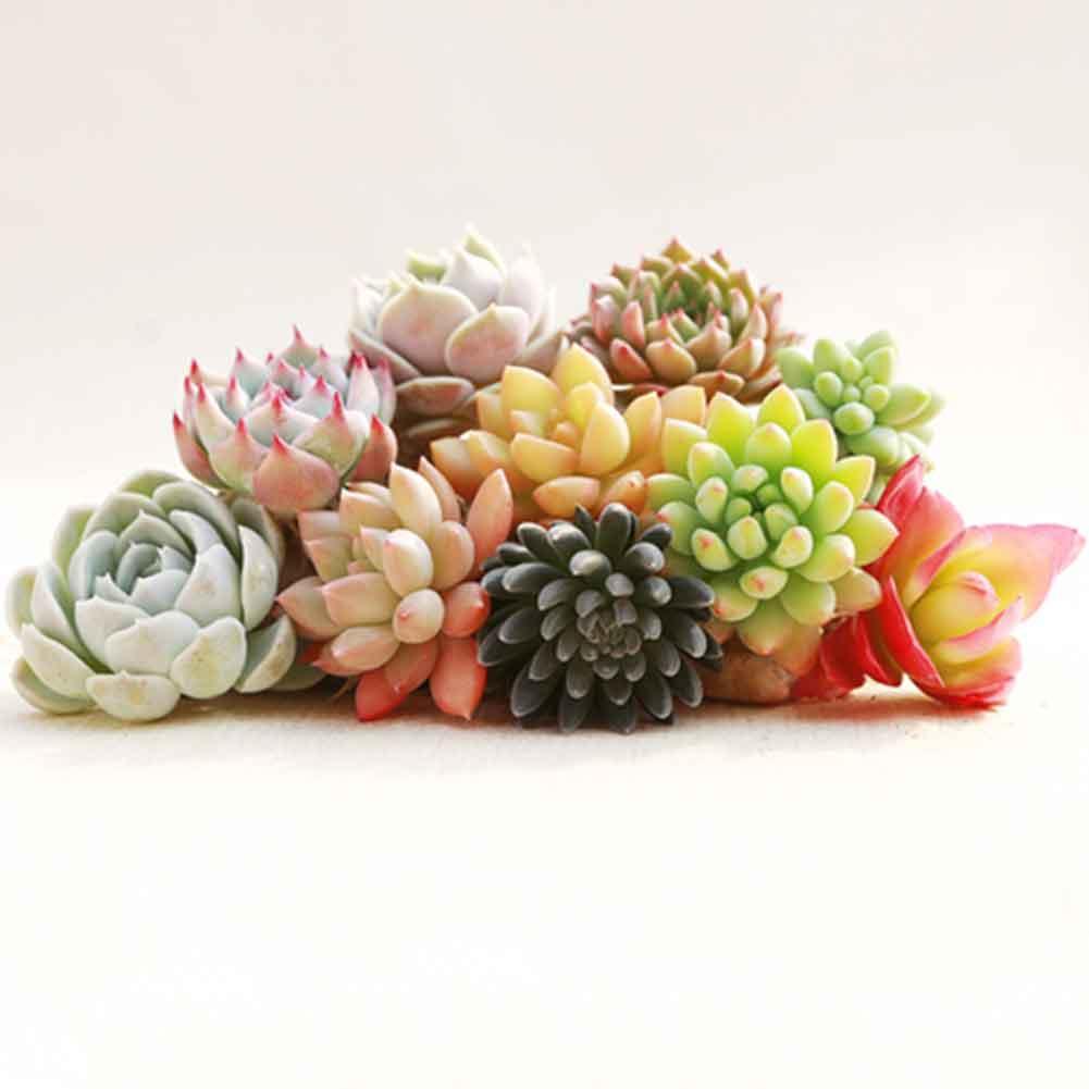 300 Teile beutel Mix Sukkulenten Samen Lotus Bonsai Pflanzen Samen·Neu