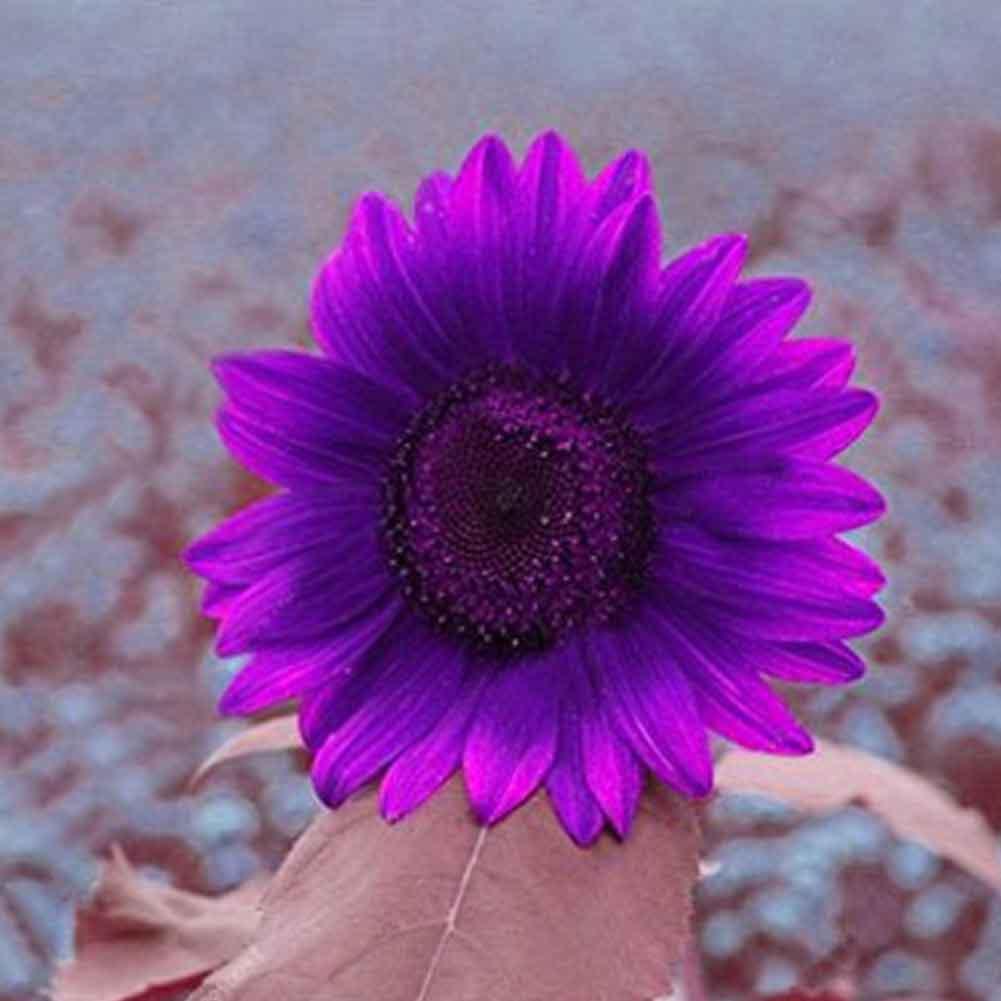 Sunfill purple sunflower - 🧡 Purple Sunflower - Plant & Nature Photos ...