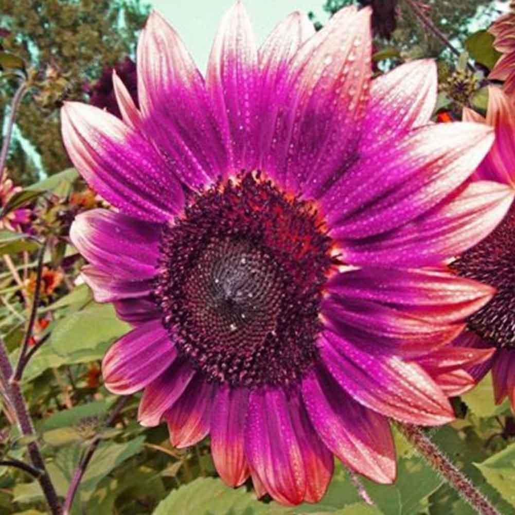 20x Purple Sunflower Seeds Rare Bonsai Flower Seed Garden Potted Plant.