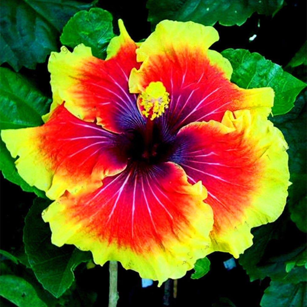 100pcs 24 Colors Giant Hibiscus Seeds Dinner plate Hibiscus Perennial