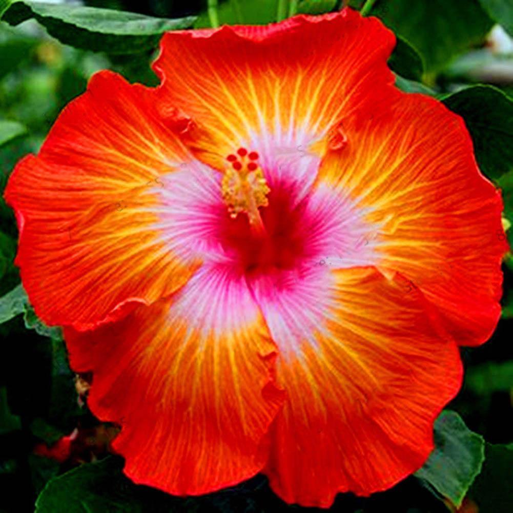 100pcs 24 Colors Giant Hibiscus Seeds Dinner plate Hibiscus Perennial