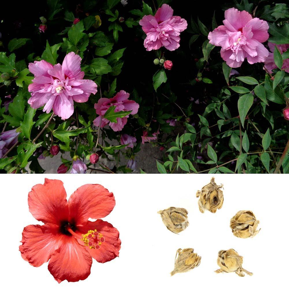 100pcs 24 Colors Giant Hibiscus Seeds Dinner plate Hibiscus Perennial