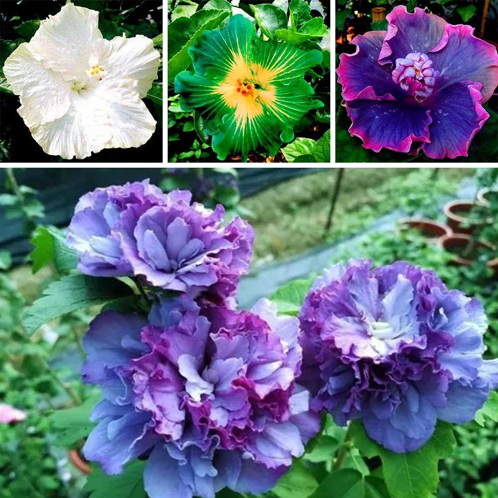 100pcs 24 Colors Giant Hibiscus Seeds Dinner plate Hibiscus Perennial