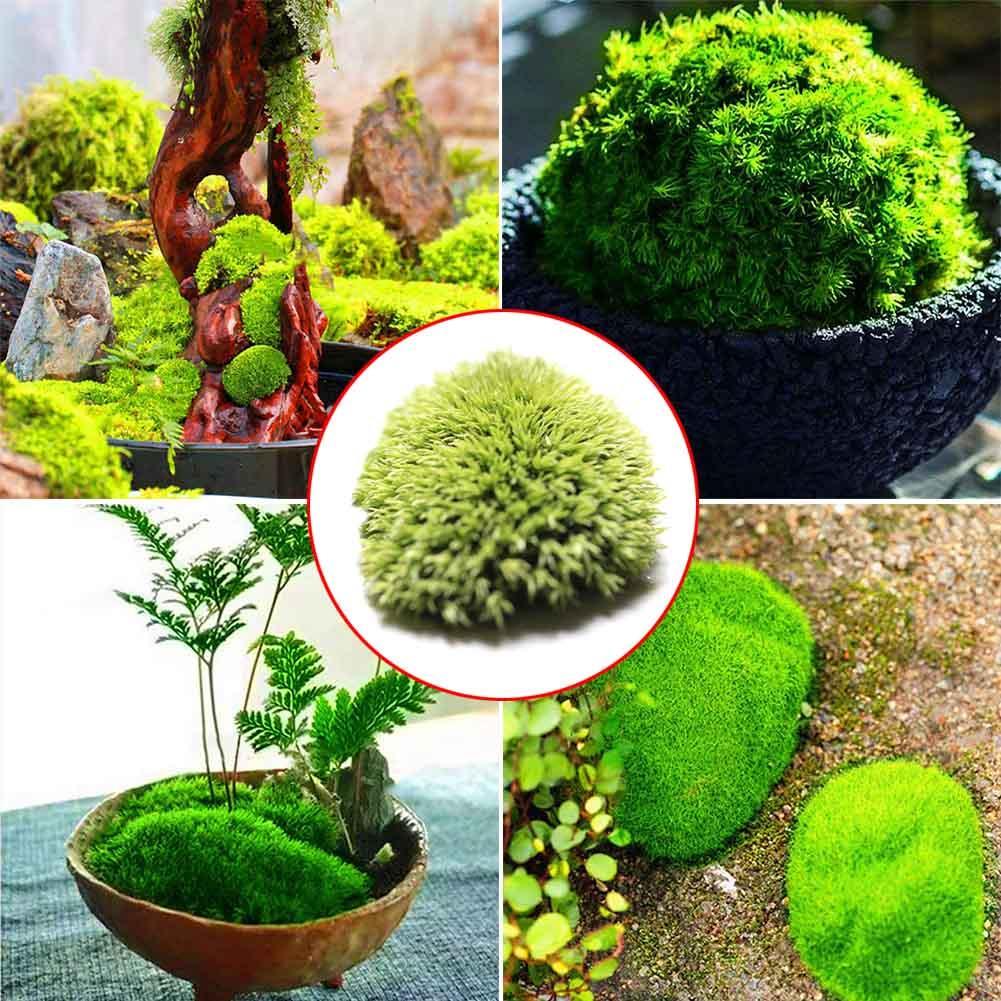 200PCS Moss Seeds DIY Bonsai Decoration Grass Seeds Potted Plants Seed ...