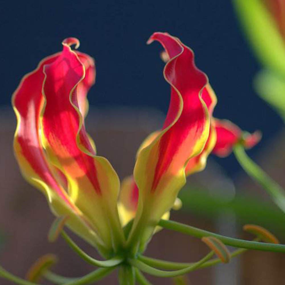 20pcs Gloriosa Flame Lily Seed Balcony Bonsai Home Seeds Y1X9 Garden Flower N7N4
