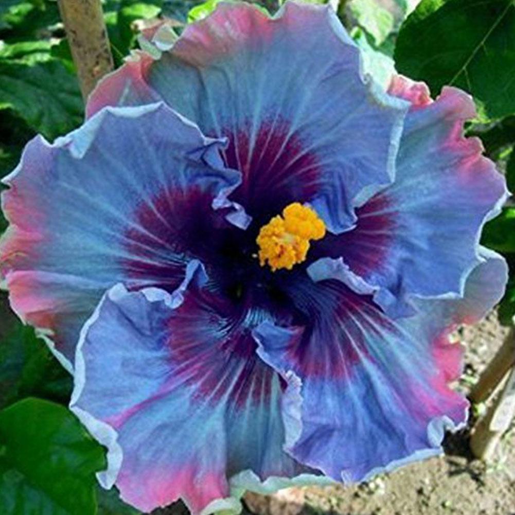30X 24 Colors Giant Hibiscus Seeds Dinnerplate Hibiscus Perennial Flower De O0C3