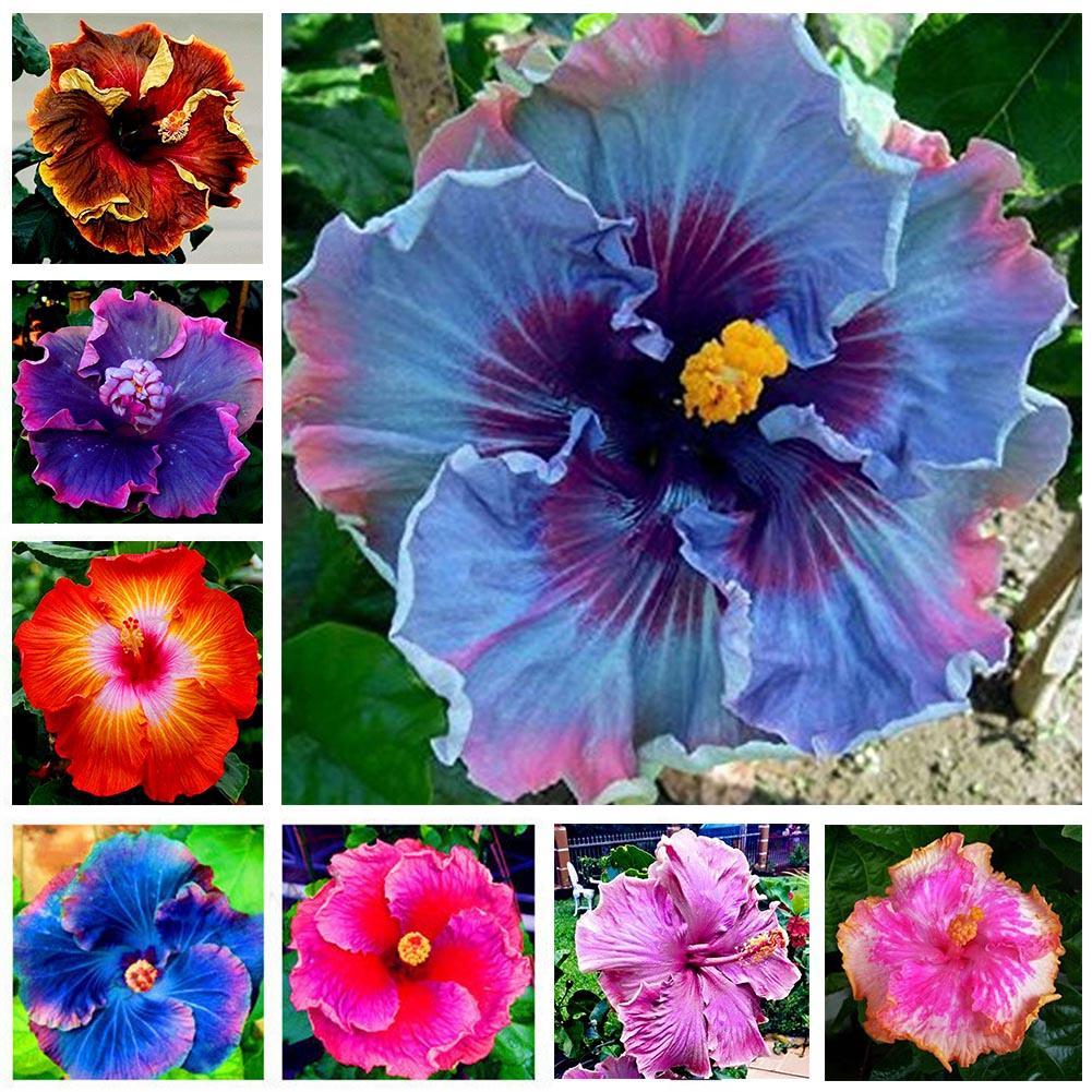 30X 24 Colors Giant Hibiscus Seeds Dinnerplate Hibiscus Perennial Flower De O0C3