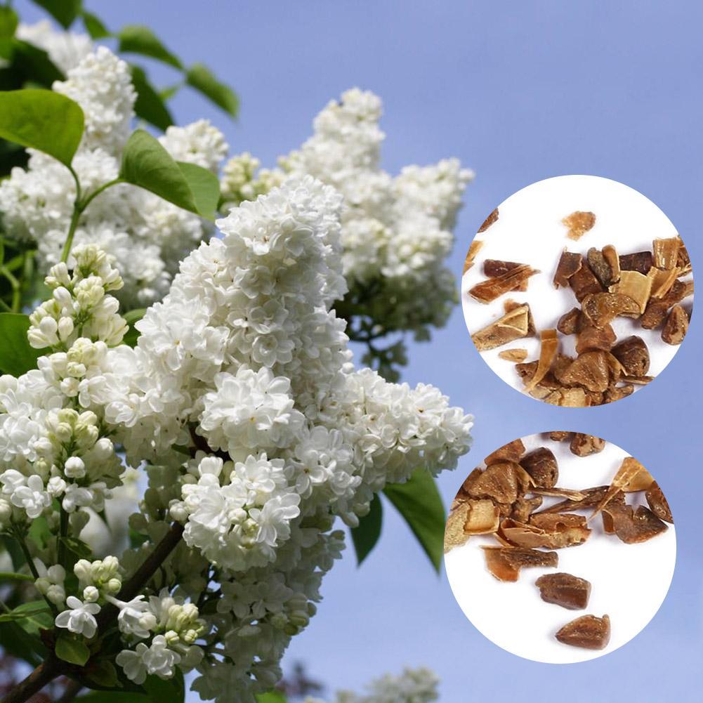 25pcs White Japanese Lilac Seeds (extremely Fragrant) Clove Flower