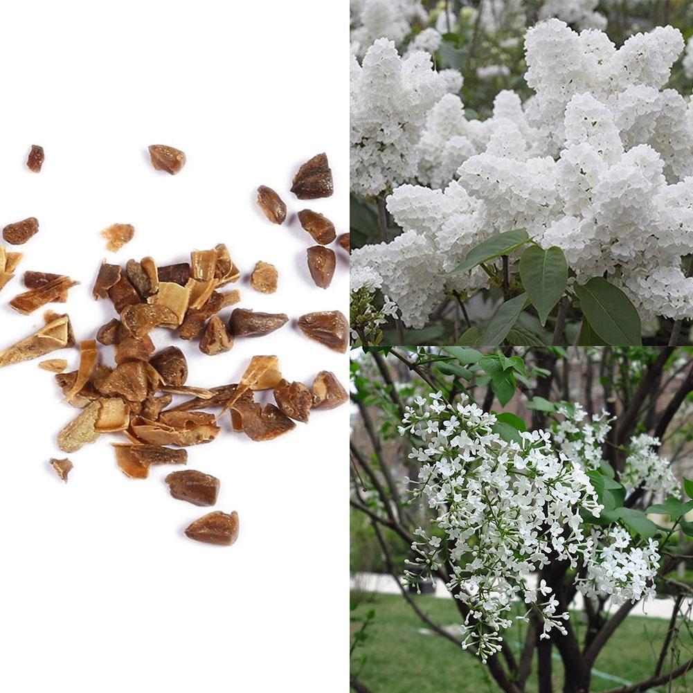 Perennial Purple Lilac Seeds Flower Seeds Lilac Tree Seeds Outdoor WT88 ...