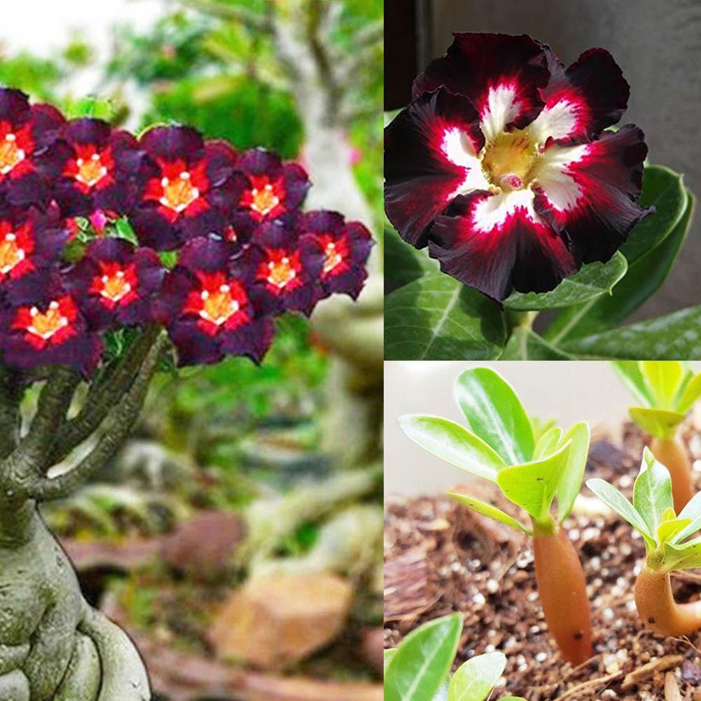 2 Rare Black Brown Adenium Desert Rose seeds Fire Red Heart Flower