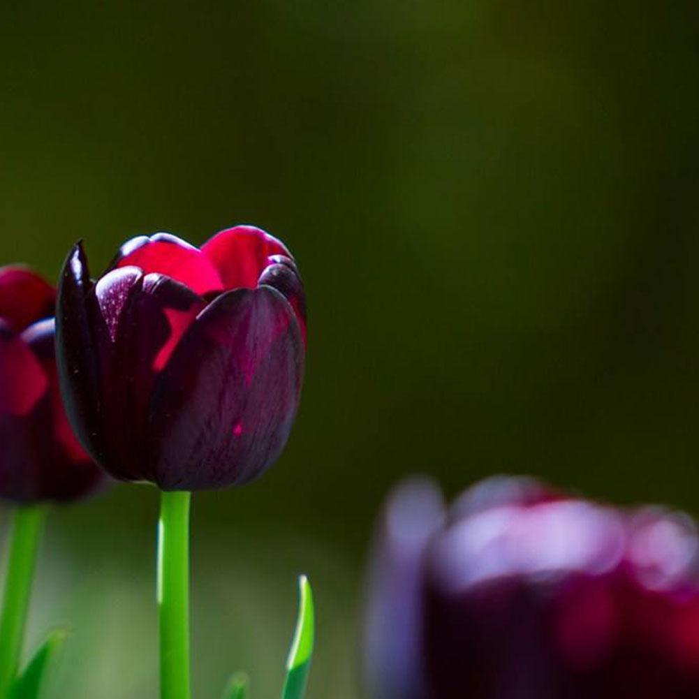 50X Schwarz Lila Tulpe Birnen Wurzel Blumen Balkon Perennial Hausgarten Anlagen
