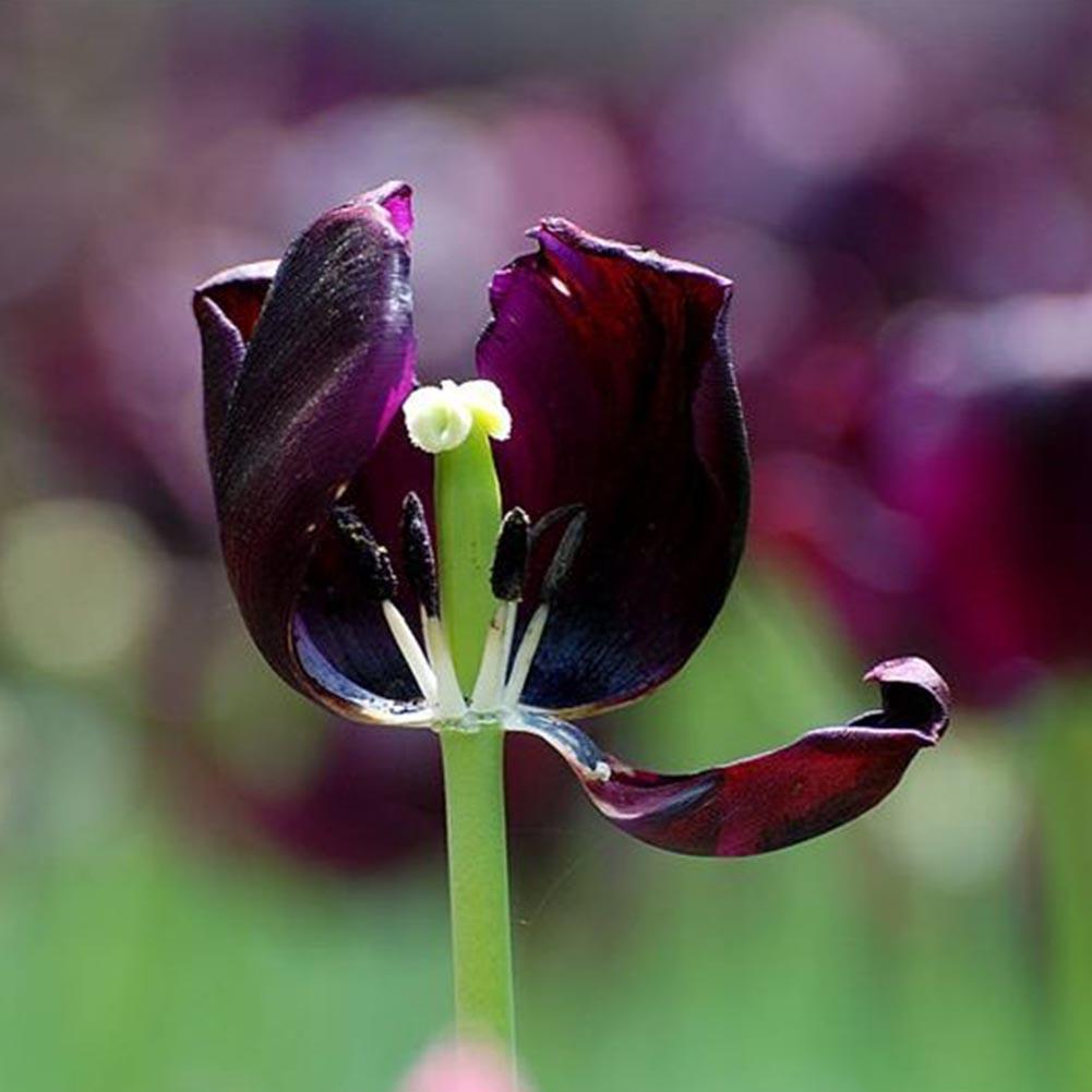 50X Schwarz Lila Tulpe Birnen Wurzel Blumen Balkon Perennial Hausgarten Anlagen