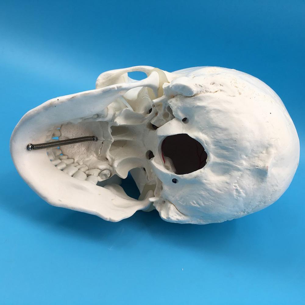 Life Size Human Anatomical Anatomy Resin Head Bone Skull Teaching Model