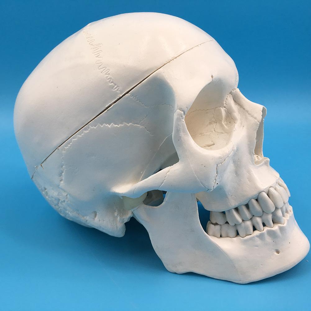 Life Size Human Anatomical Anatomy Resin Head Bone Skull Teaching Model