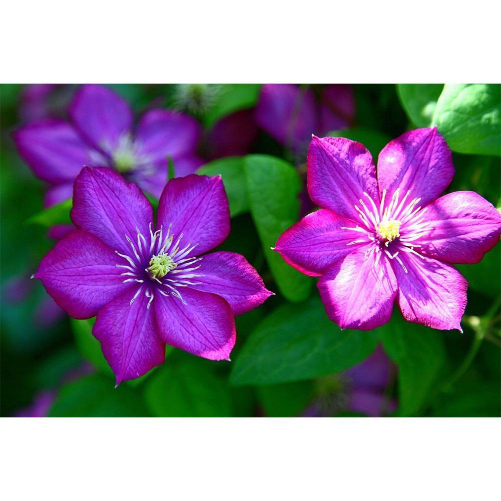 Samereien Zwiebeln 100 Stucke 24farben Gemischt Clematis Kletterpflanzen Samen Blume Hausgarte E4p1 Sonstige