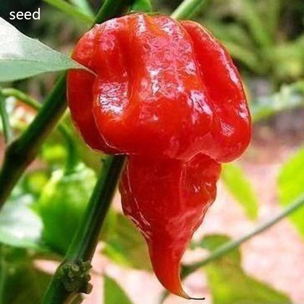 carolina reaper seeds available in stores near me