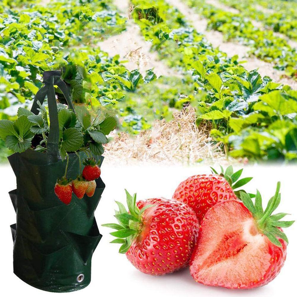 Garden Plants Интернет Магазин Растений Отзывы